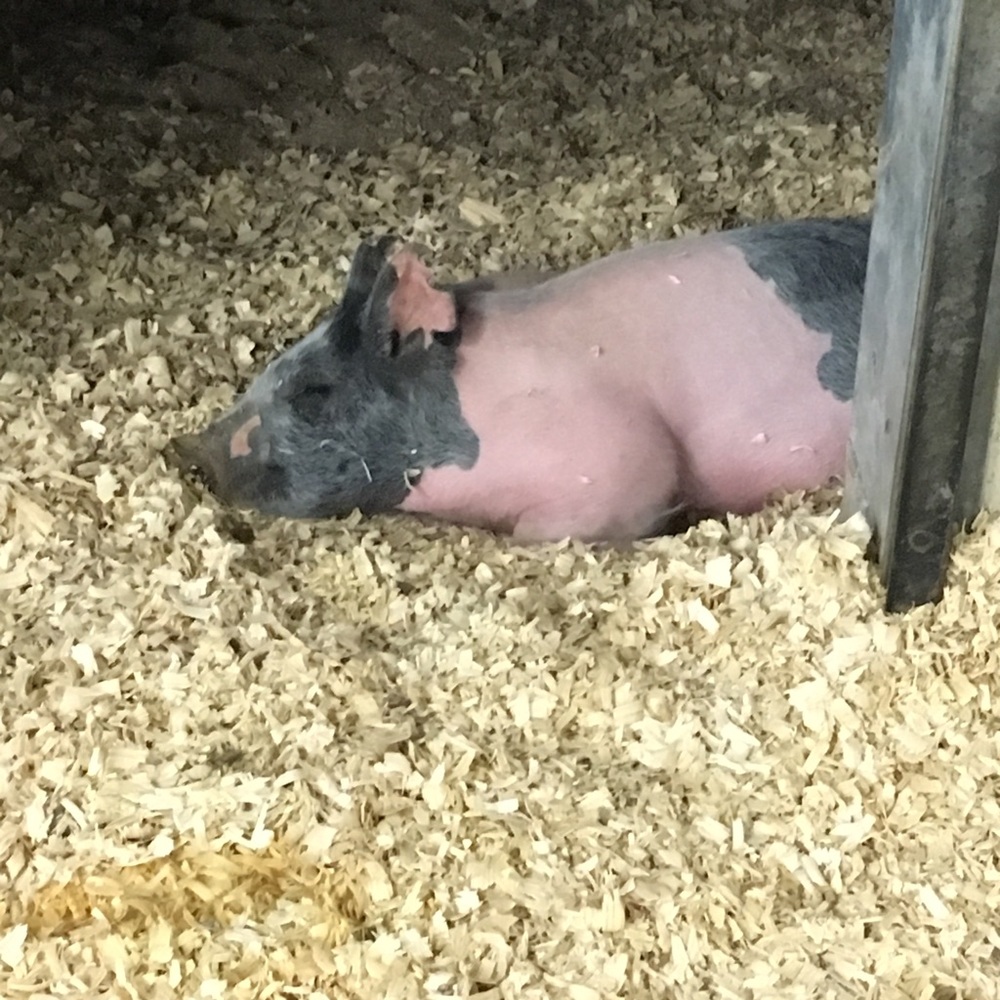 Meet your Posher, Mckenzie